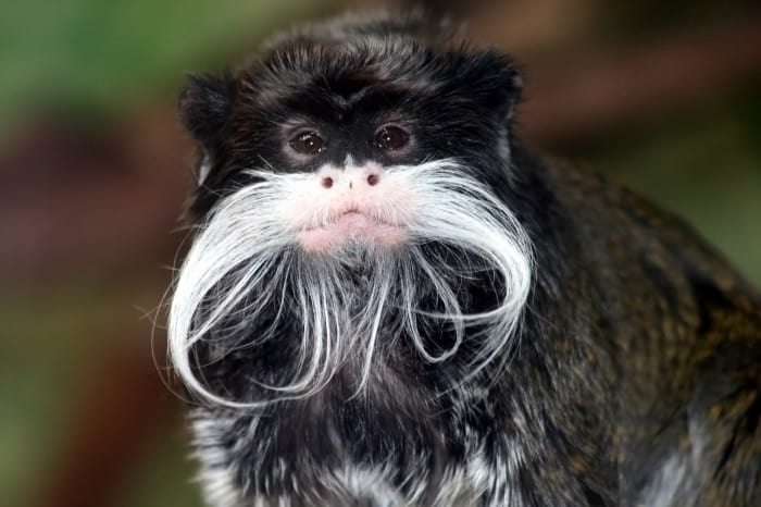 Emperor-Tamarin