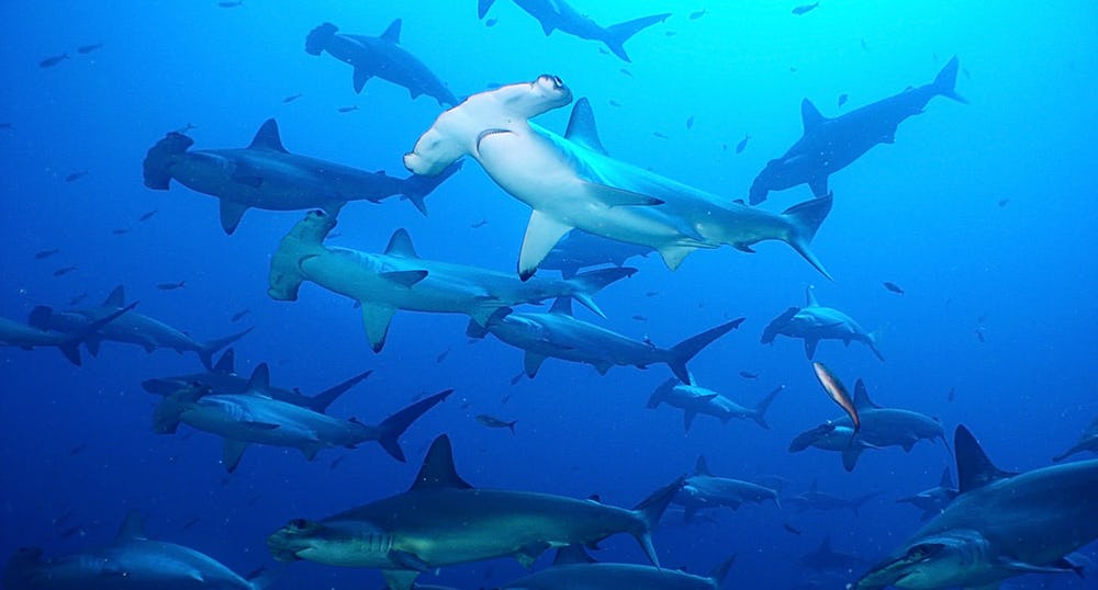 hammerhead-shark-school