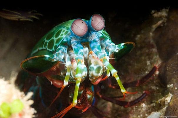 mantisshrimp