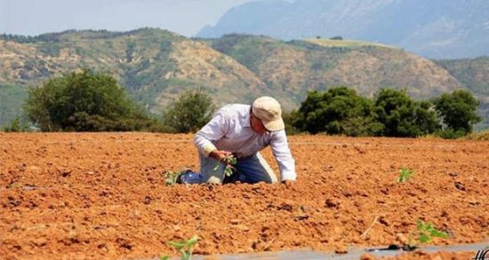 ΕΦΚΑ: «Μαχαίρι» 60% στους συνταξιούχους με αγροτικό εισόδημα