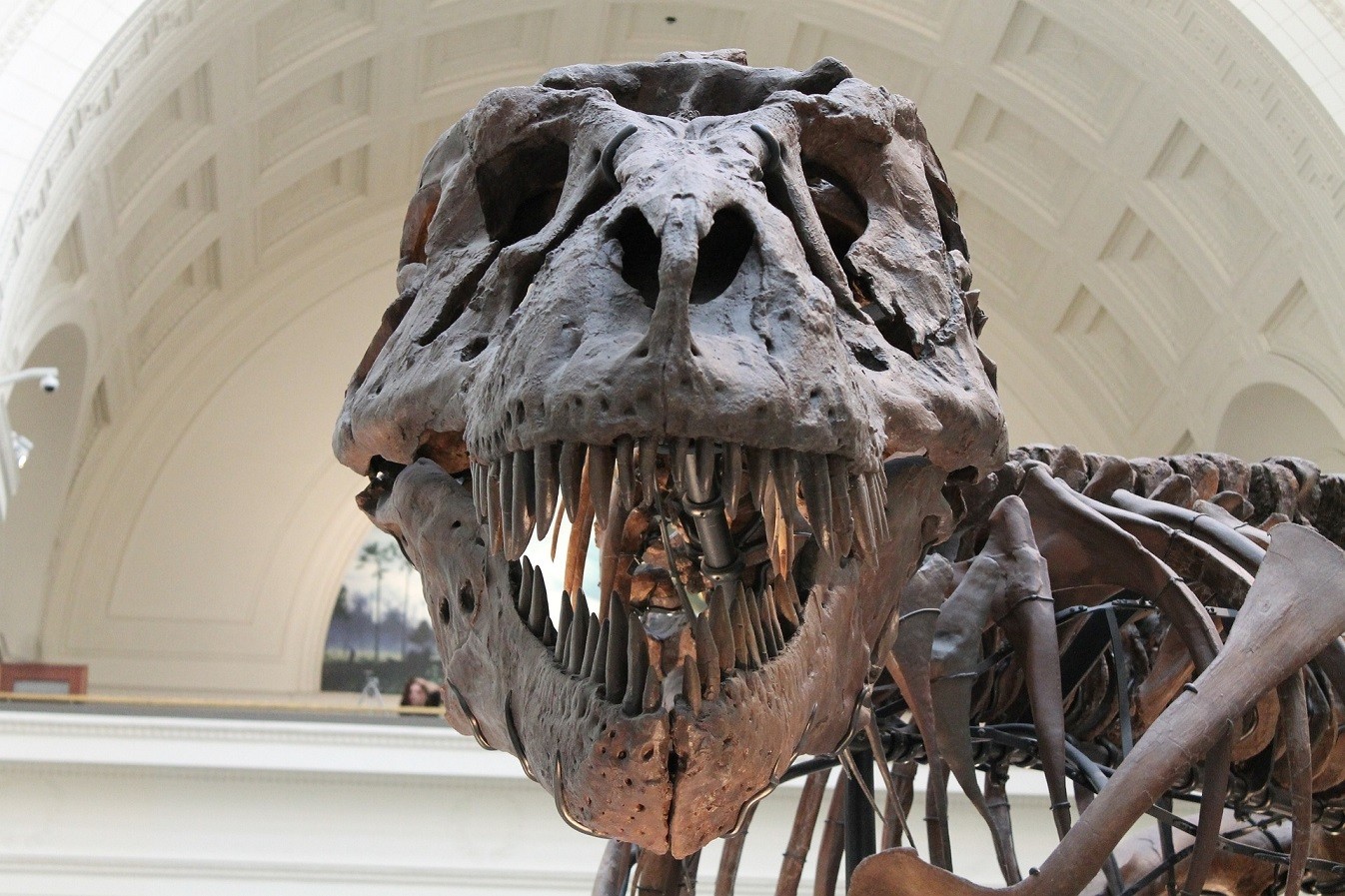 Ελβετία: Για πόσα εκατ. ευρώ πουλήθηκε σε δημοπρασία σκελετός Τυραννόσαυρου Ρεξ