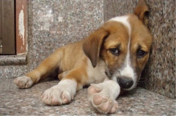 Φωτιές: Η Save A Greek Stray καλύπτει τα έξοδα κτηνιατρικής περίθαλψης για τα πυρόπληκτα ζώα