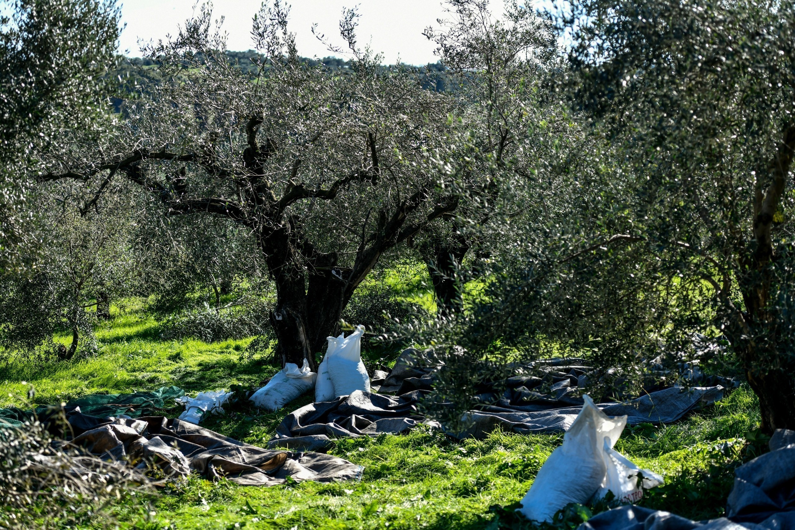 Ελιές: Λείπουν πάνω από 15.000 εργάτες για τη συγκομιδή (Vid)