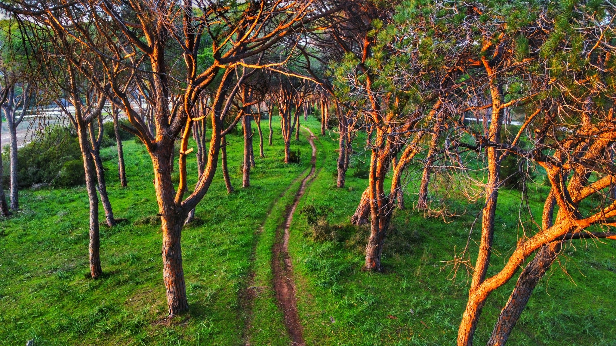 Δάσος Στροφυλιάς: Ενας πολύτιμος θησαυρός μοναδικός στην Ευρώπη