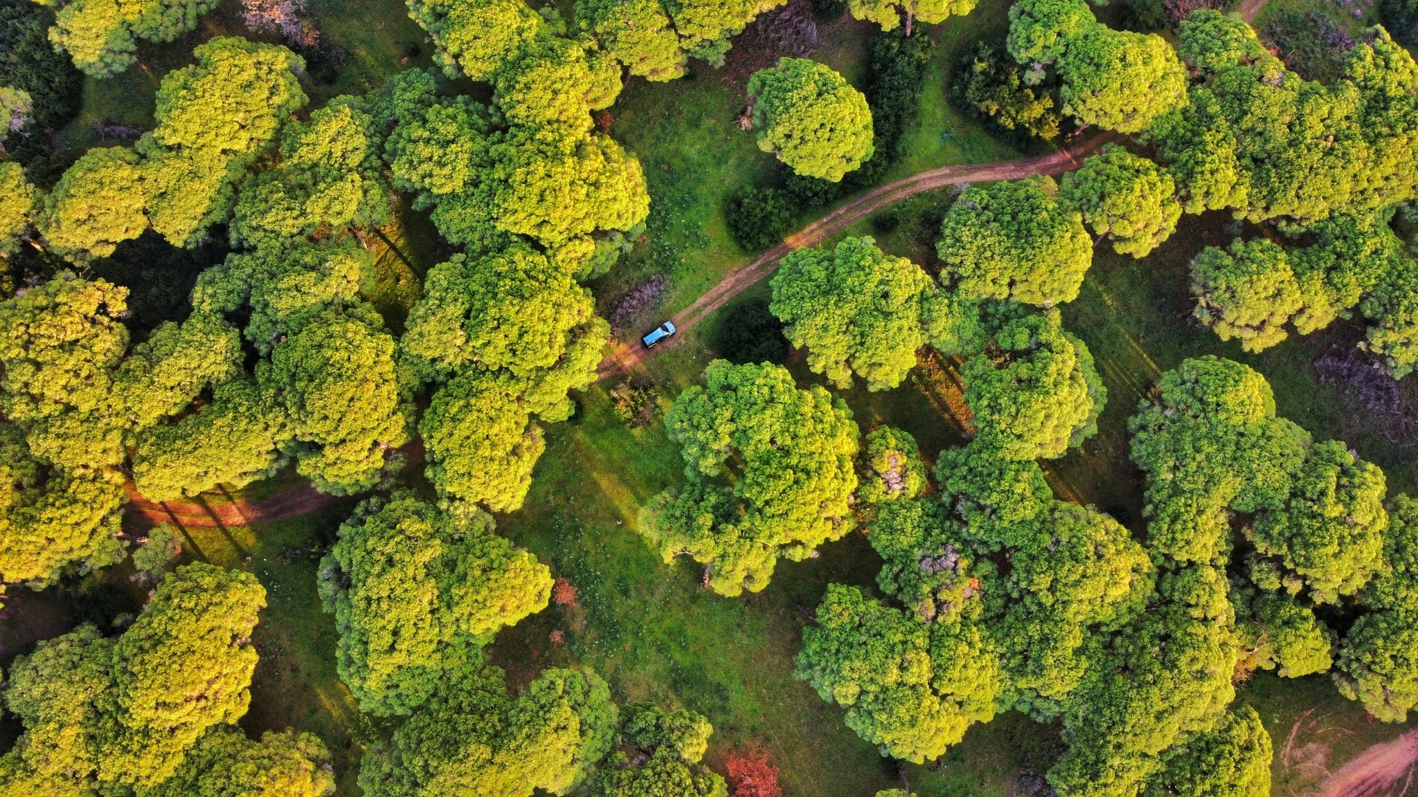 Δάσος Στροφυλιάς: Ενας πολύτιμος θησαυρός μοναδικός στην Ευρώπη