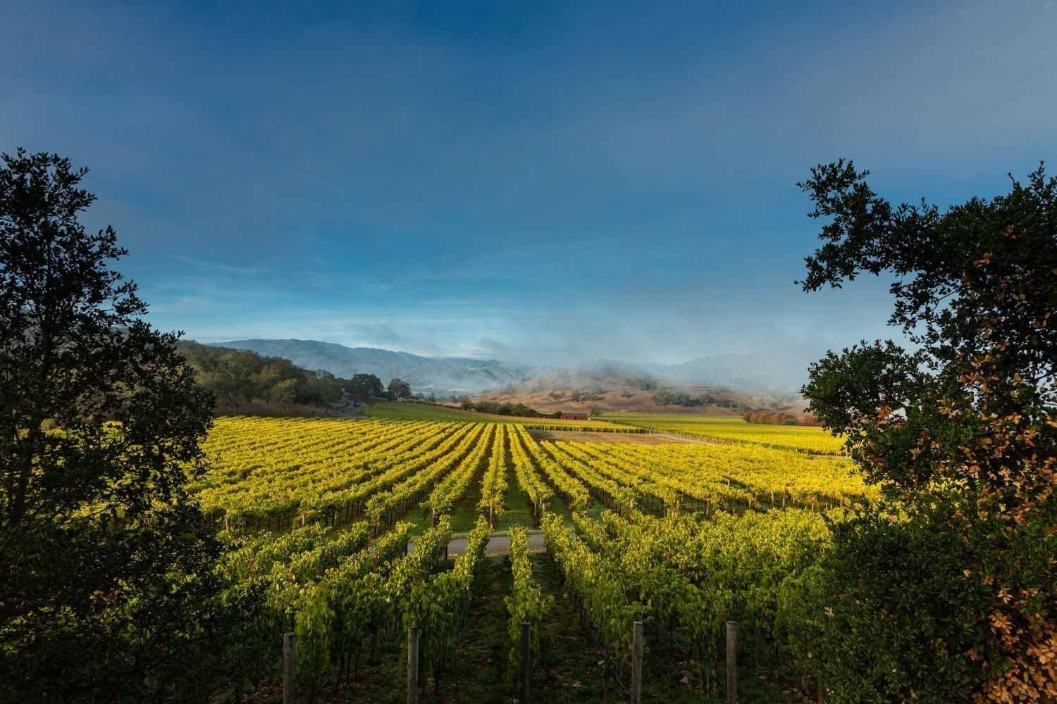Το απόλυτο κρασί της Καλιφόρνια: Η ιστορία, οι τιμές-ρεκόρ και η μαγική χρονιά