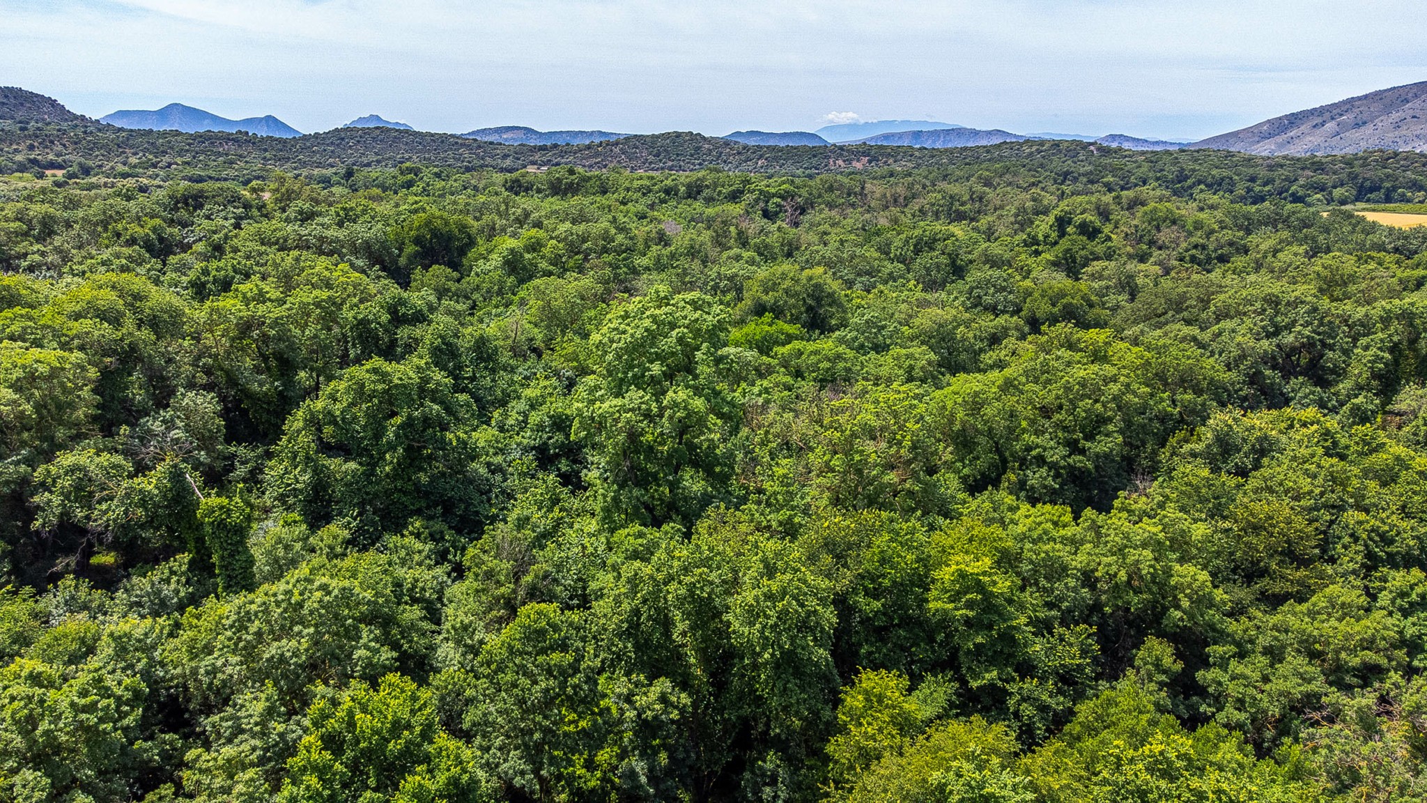 Δάσος Φράξου: Ο άγνωστος παράδεισος με τη σπάνια φύση