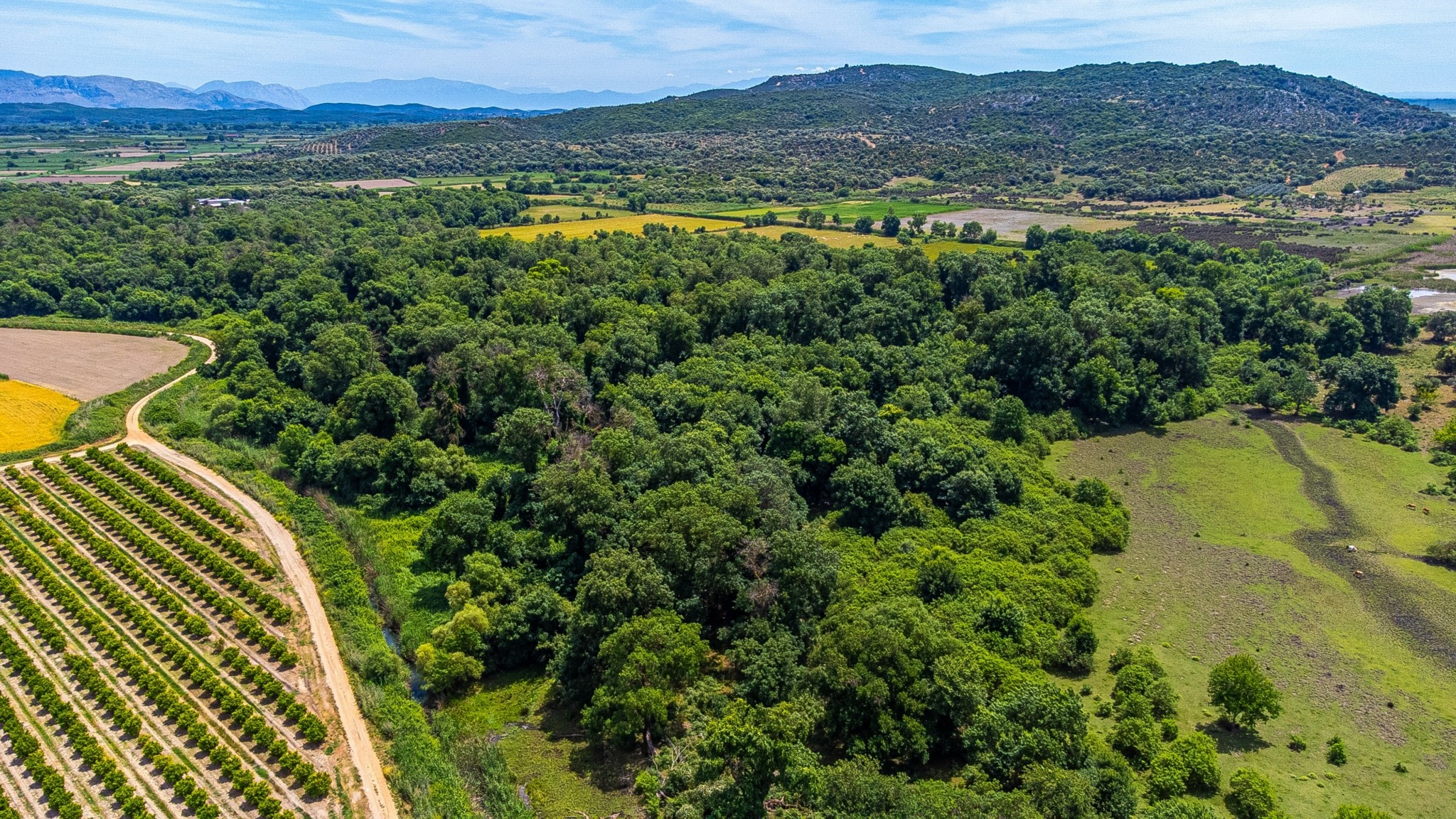 Δάσος Φράξου: Ο άγνωστος παράδεισος με τη σπάνια φύση