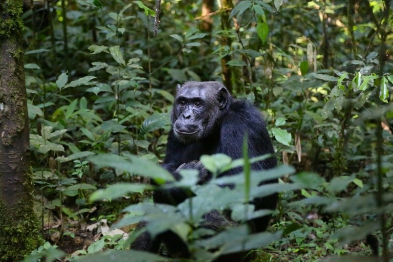 Χιμπατζήδες-γιατροί θεραπεύονται μόνοι τους με φαρμακευτικά φυτά