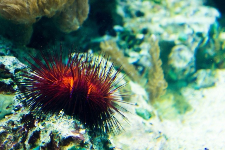 Ερυθρά Θάλασσα: Πανδημία χτυπά τους αχινούς και απειλεί κοραλλιογενείς υφάλους