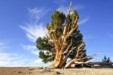 SOS για το παλαιότερο δέντρο του πλανήτη (pic + vid)