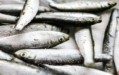 Ακρίβεια και στα ψάρια: Εκτοξεύτηκαν οι τιμές σε σαρδέλα, γαύρο και γόπες (vid)