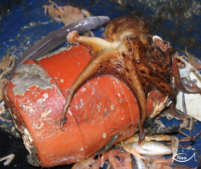 Έκθεση iSea: Γέμισε πλαστικά κιούπια από τo ψάρεμα των χταποδιών ο βυθός του Θρακικού Πελάγους