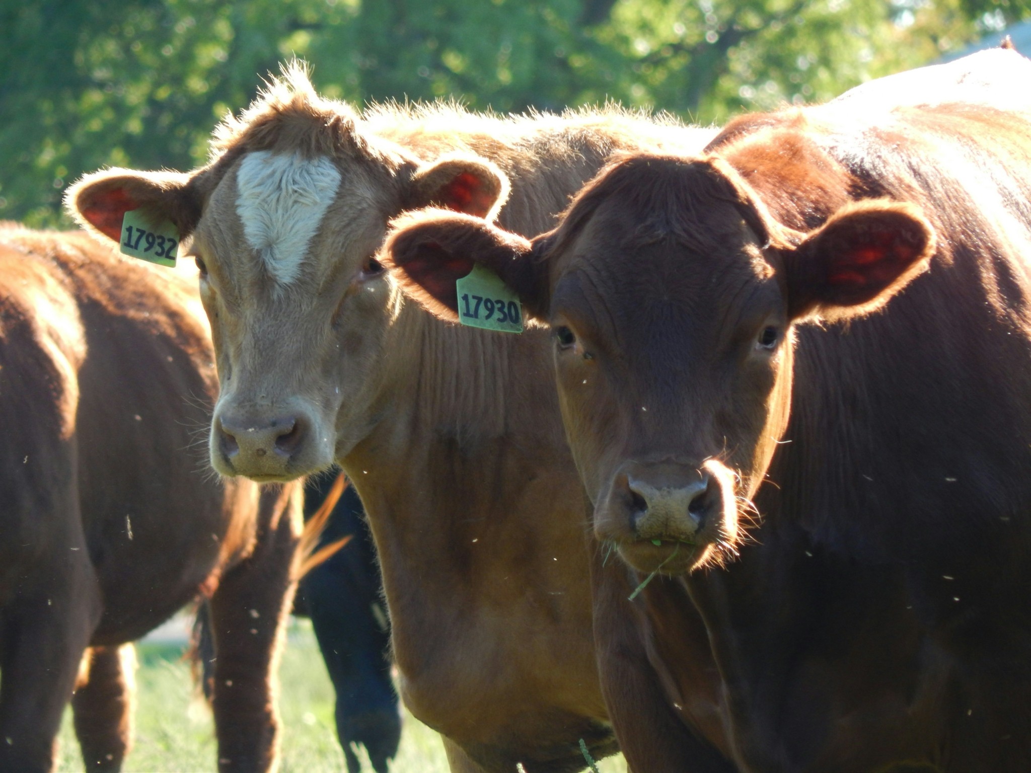 Πώς οι μεγαλύτερες εταιρείες κρέατος και γαλακτοκομικών «υπονομεύουν» τη δράση για το κλίμα