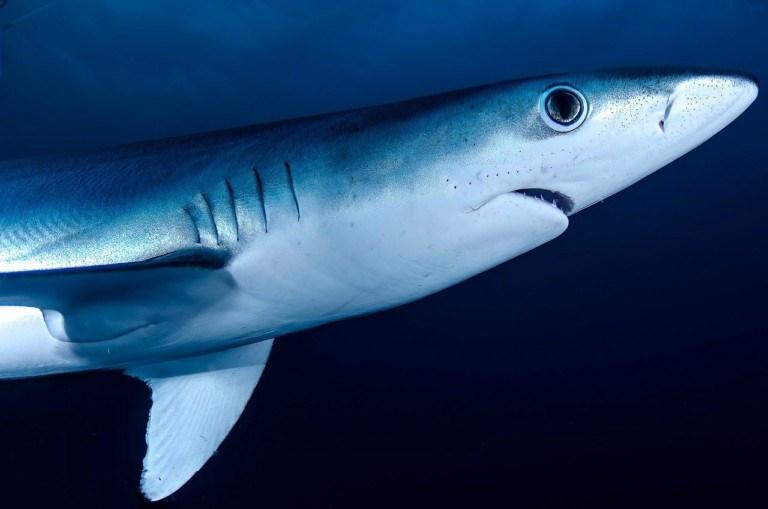 Καρχαρίες για πρώτη φορά θετικοί στην κοκαΐνη