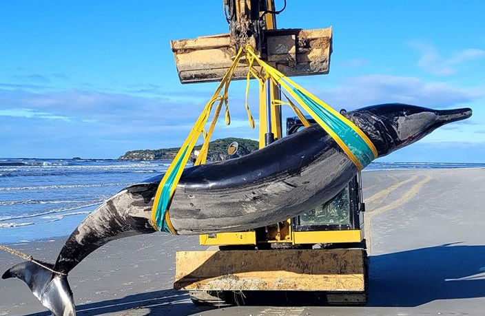 Νέα Ζηλανδία: Η «σπανιότερη φάλαινα του κόσμου» με τα δόντια – φτυάρια ξεβράστηκε σε παραλία (Vid)