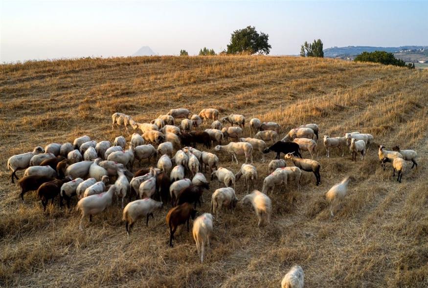 Ευλογιά αιγοπροβάτων: Συναγερμός στην Κόρινθο – Θανατώθηκαν 13.000 ζώα