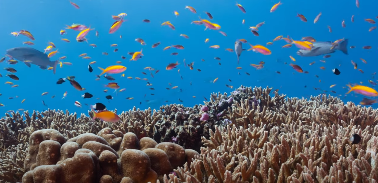 Vitamin Sea: Μπορούν οι πολυβιταμίνες να σώσουν τους κοραλλιογενείς υφάλους; (Vid)