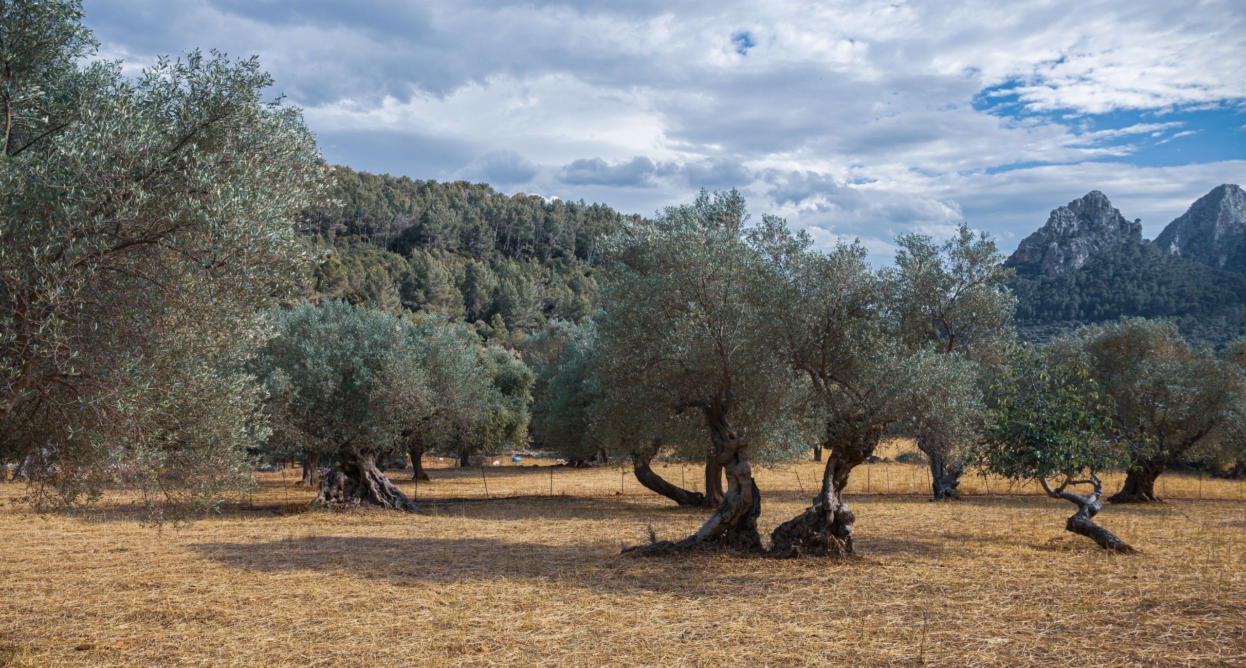 Κρήτη: Πώς η κλιματική κρίση «χτύπησε» τους ελαιώνες | Ειδήσεις για την Οικονομία